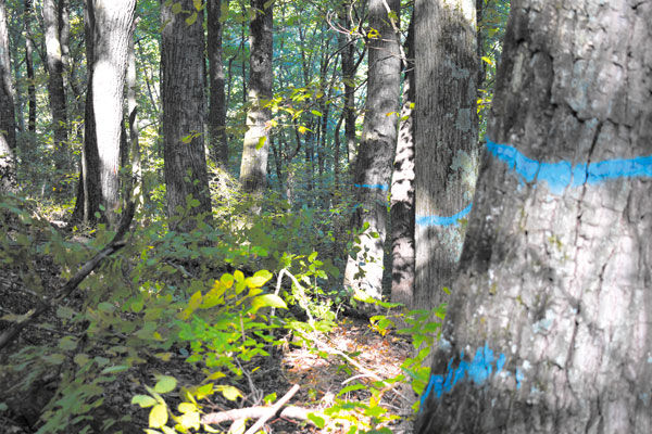 Yellowwood4.jpg